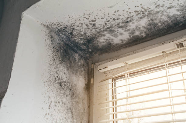 Trusted Crawl Space Mold Removal service in Clarendon Hills, IL - Cheap Mold Removal